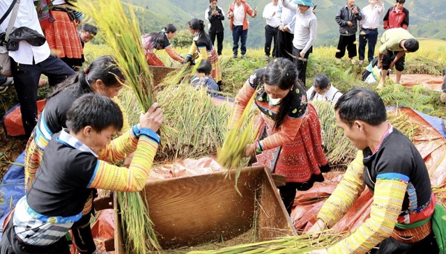 Cuộc thị đập lúa nhanh tại Lễ hội.