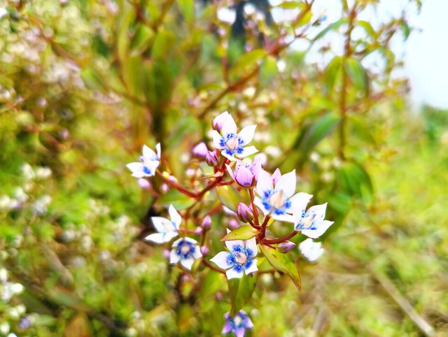 Loài hoa Chi Pâu chỉ duy nhất đỉnh núi Tà Chì Nhù có thu hút du khách. Ảnh: Nam Trứ.