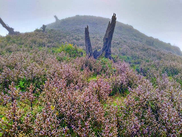 Thời điểm hoa Chi Pâu đẹp nhất từ tháng 10 đến tháng 3 năm sau, nơi đây là địa điểm săn mây lý tưởng cho du khách. Ảnh: Nam Trứ.