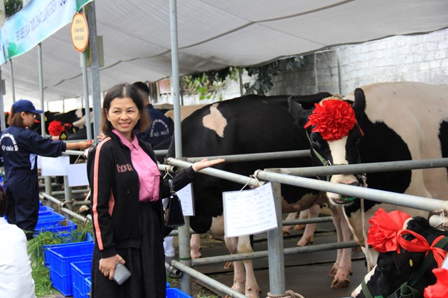 Nhiều du khách thích thú trước các thí sinh bò sữa tại Hội thi. Ảnh: Nam Trứ.