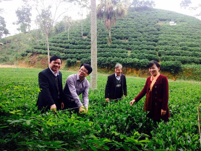 Lãnh đạo Huyện Phú Lương thăm khu vực trồng chè tại xóm Minh Hợp xã Tức Tranh.