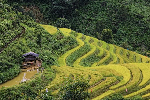 Ruộng bậc thang xã Xím Vàng, Bắc Yên đẹp nhất vào tháng 9, tháng 10. Ảnh: Nam Trứ