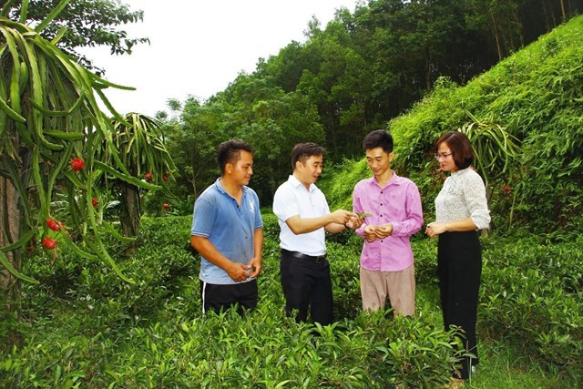 Anh Hoàng Văn Tuấn (áo tím) giới thiệu về vườn chè của HTX Trà an toàn Phú Đô.