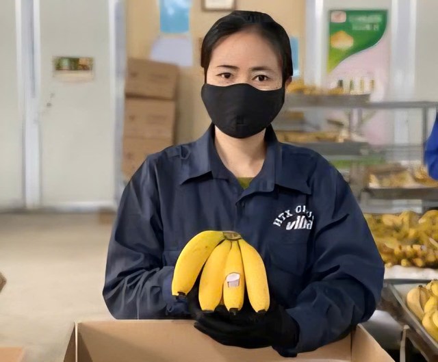 Chuối Viba – Nâng tầm nông sản, tạo động lực phát triển kinh tế nông thôn ở xã Liên Sơn - Ảnh 2
