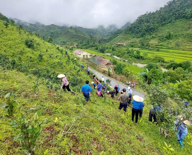 Xã Bản Liền ra quân phát động thực hiện Nghị quyết 10 của Tỉnh ủy Lào Cai vào đầu tháng 8/2023, giúp các hộ trồng chè làm cỏ, cải tạo, đốn tỉa, sản xuất chè sạch, bảo đảm tiêu chuẩn, chất lượng.