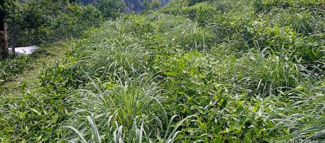 Nương trà chăm sóc hữu cơ của HTX trà an toàn Phú Đô đầy cỏ cùng với búp chè xanh mướt.