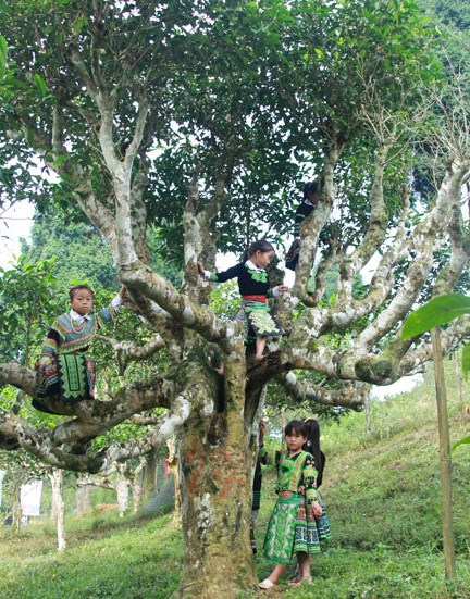 C&acirc;y ch&egrave; Shan tuyết c&oacute; tuổi đời rất l&acirc;u, nhiều c&acirc;y c&oacute; thể l&ecirc;n tới h&agrave;ng trăm năm, thậm ch&iacute; hơn 300 năm.