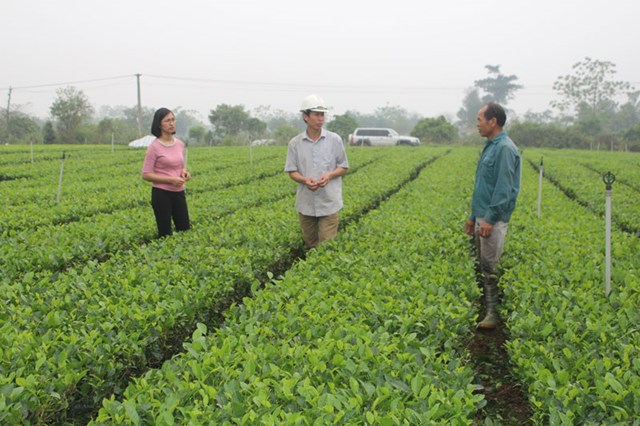 Bà con nông dân luôn tuân thủ các phương pháp trồng và chăm sóc chè hữu cơ.