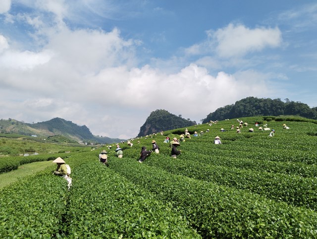 Một buổi chiều thu hái chè trên cao nguyên Mộc Châu. Ảnh: Nam Trứ