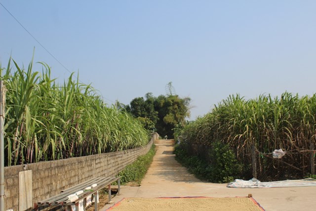 Trên địa bàn xã Tây Phong hiện nay có khoảng 300 ha diện tích trồng cây mía tím mang lại kinh tế cao cho bà con nông dân. Ảnh: Phi Long