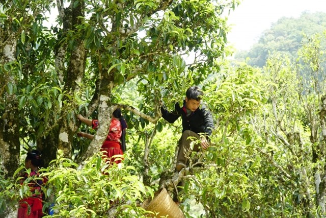 Để hái chè người dân phải bắc thang trèo lên cây.