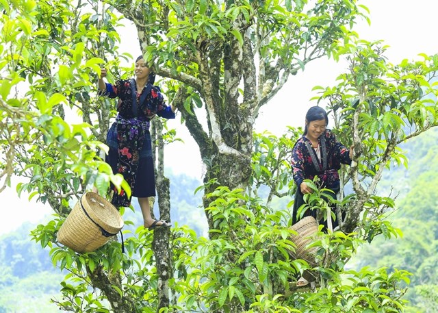 Đồng bào Mông ở Sín Chải thu hái chè.