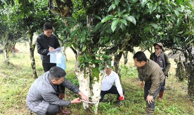 Hội đồng Cây Di sản Việt Nam, khảo sát đánh giá cây chè Shan cổ thụ tại xã Tô Múa, Vân Hồ.