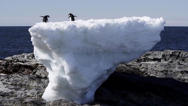  băng tan ở đảo Greenland đe dọa đến tồn vong của loài chim cánh cụt.