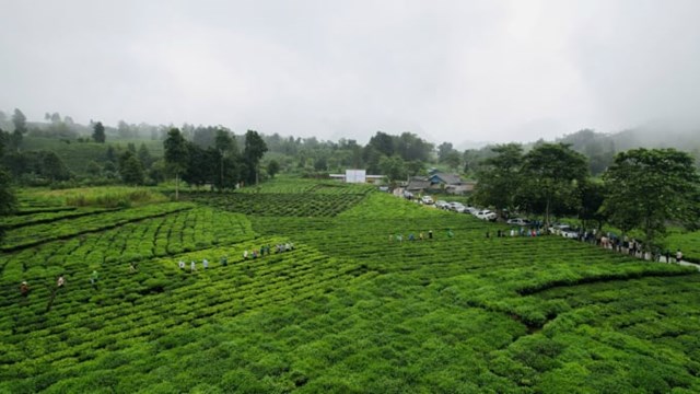 Hiện nay, Mường Khương đã hình thành được các vùng chè tập trung hàng hóa, cho thu nhập cao và ổn định.