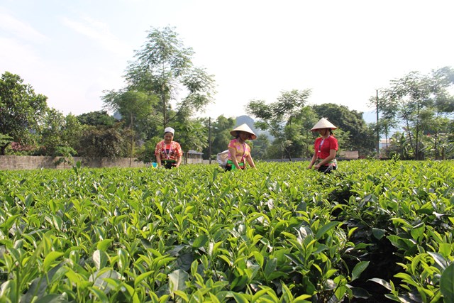 Những v&ugrave;ng nguy&ecirc;n liệu của thương hiệu ch&egrave; Mỹ T&acirc;n.