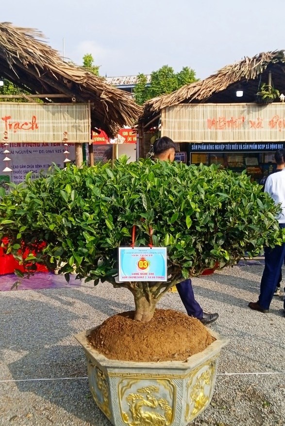 Những cây chè được các làng nghề trên địa bàn huyện Phú Lương (Thái Nguyên) đem đến Lễ hội tham gia cuộc thi “Cây chè đẹp” năm 2023. Ảnh: Hoàng Tuấn.