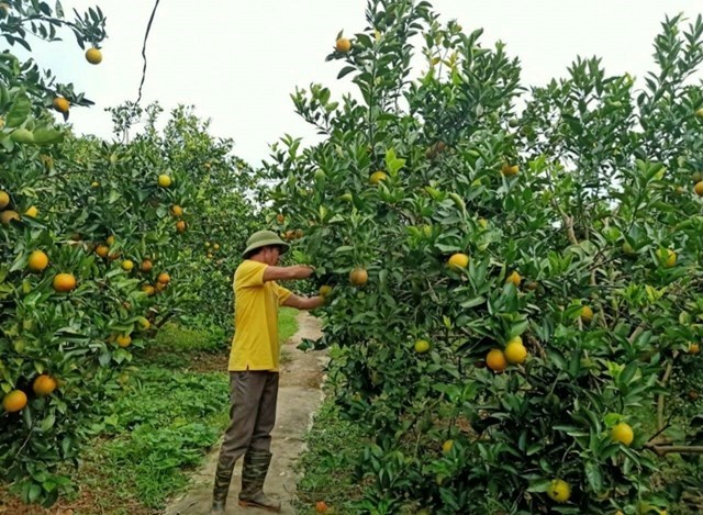 Tập trung phát triển chủ đạo cây ăn quả có múi.