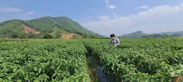 Mô hình trồng ớt tại xã Bình Sơn phục vụ chế biến cho xuất khẩu tại thị trường Đài Loan.