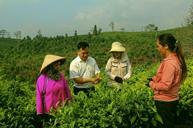 Cán bộ xã Thanh Bình, huyện Mường Khương hướng dẫn bà con chăm sóc các lứa chè.