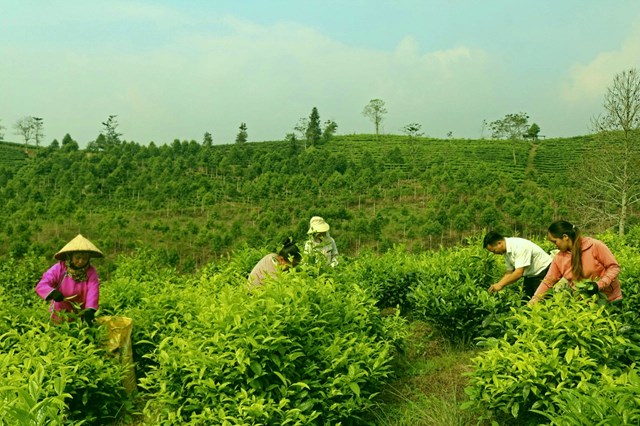 Hiện nay xã Thanh Bình đã trồng được hơn 825 ha chè Shan Tuyết, trong đó, có 520 ha đã cho thu hoạch.