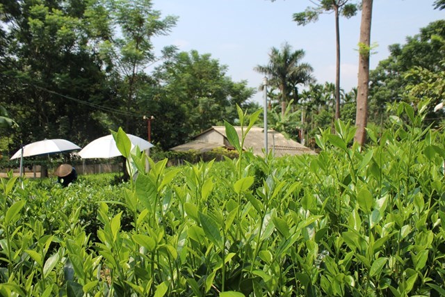 Cây chè là một trong những cây trồng chủ lực mang lại kinh tế cao cho người dân trên địa bàn xã Ba Trại. Ảnh: Sơn Thủy  