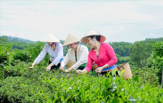  Người dân xã Ba Trại (huyện Ba Vì) thu hái chè.