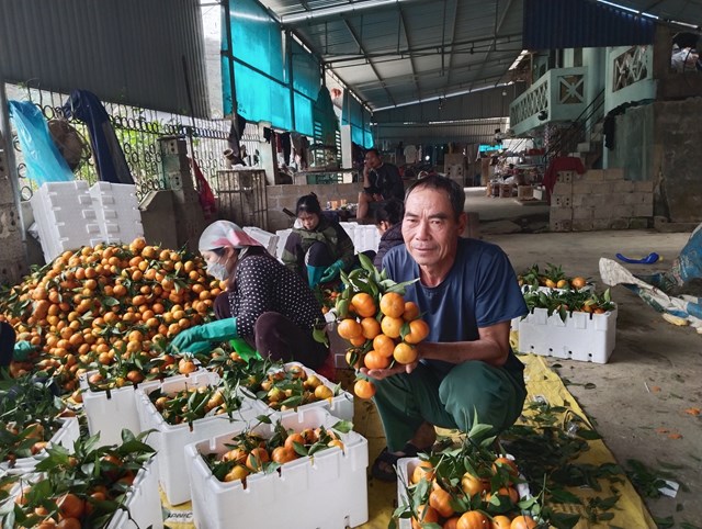 Ông Lò Văn Hội, phấn khởi với vụ cam được mùa, được giá... Ảnh: Nam Trứ