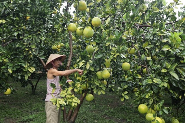 Gia đình anh Nguyễn Đức Bình có hơn 1ha trồng bưởi Diễn, cho thu nhập từ 200 - 300 triệu đồng mỗi năm