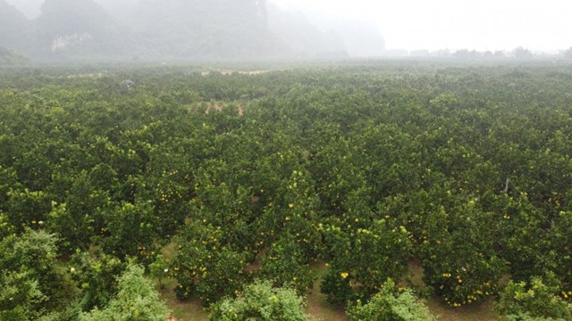 Hiện toàn xã Ngọc Lương, huyện Yên Thủy có hơn 140ha diện tích trồng bưởi. Trong đó, Hợp tác xã Nông nghiệp Đại Đồng có khoảng 30ha