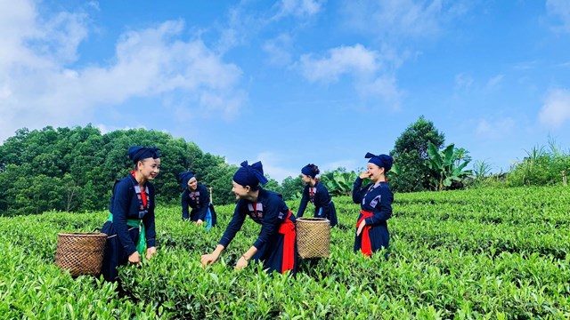 Những cô gái dân tộc  khoác trên mình trang phục truyền thống hái chè tại vùng chè Phú Lương, đây là vùng chè lớn thứ 2 toàn tỉnh Thái Nguyên.