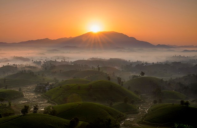 Bình minh trên đồi chè Long Cốc.