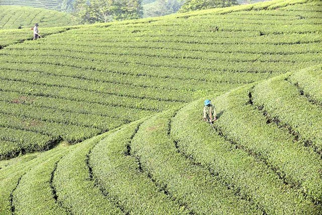 Vùng nguyên liệu chè Long Cốc.