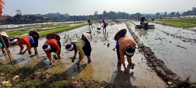 Bà con người dân tộc Mường thực hiện nghi lễ xuống đồng để mở đầu cho một năm mới làm ăn phát đạt, mùa màng bội thu.