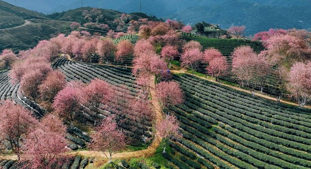 Giữa các ruộng chè trên đồi, những cây mai anh đào nở hồng rực được trồng xen kẽ dọc lối đi thuộc khuôn viên một nông trường chè.