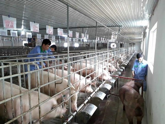 Mỗi năm trang trại của anh cung cấp cho thị trường gần 13.000 lợn giống, 3.000 lợn thịt.