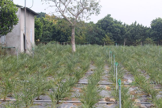 Anh Mạnh Cường trồng gần 20 nghìn cây chà là có nguồn gốc từ Trung Đông, Thái Lan.