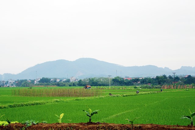 Ng&agrave;nh n&ocirc;ng nghiệp lu&ocirc;n được huyện Lương Sơn quan t&acirc;m ph&aacute;t triển, x&aacute;c định đ&acirc;y l&agrave; hướng đi bền vững của địa phương (ảnh PV).