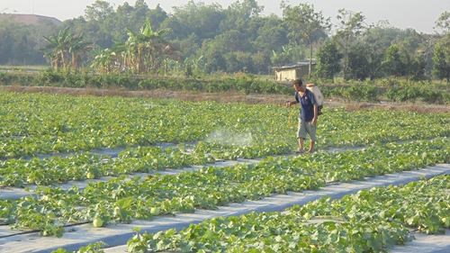 &Ocirc;ng Nguyễn Th&agrave;nh Long, x&atilde; vi&ecirc;n HTX rau an to&agrave;n phường Long Tuyền, quận B&igrave;nh Thủy đang chăm s&oacute;c ruộng dưa. (ảnh CTT TP. Cần Thơ).