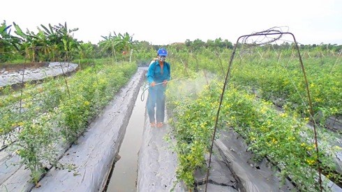 &Ocirc;ng Triệu C&ocirc;ng Định, x&atilde; vi&ecirc;n HTX rau an to&agrave;n phường Long Tuyền (quận B&igrave;nh Thủy, TP Cần Thơ) đang phun thuốc cho c&acirc;y c&agrave; chua của gia đ&igrave;nh. (ảnh CTT TP. Cần Thơ).