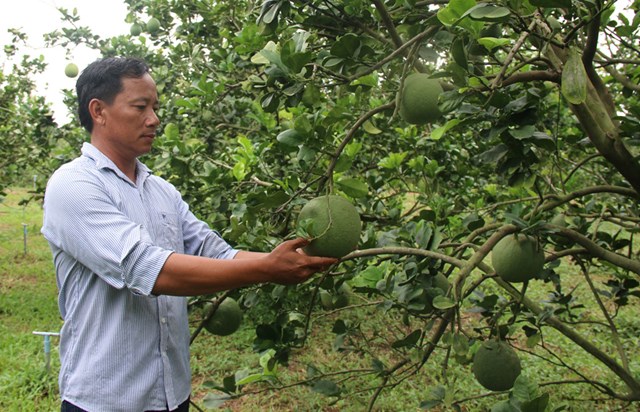 M&ocirc; h&igrave;nh trồng bưởi của anh Trương Văn M&acirc;y thuộc x&atilde; Hưng Điền A, huyện Vĩnh Hưng, tỉnh Long An mang lại hiệu quả kinh tế cao (ảnh minh họa, CTT tỉnh Long An).