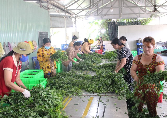 Việc đưa sản phẩm n&ocirc;ng nghiệp l&ecirc;n c&aacute;c s&agrave;n thương mại điện tử g&oacute;p phần th&uacute;c đẩy trao đổi h&agrave;ng h&oacute;a của địa phương (ảnh Minh Thư).