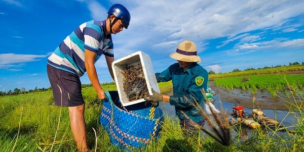 Nhờ &aacute;p dụng th&agrave;nh c&ocirc;ng khoa học - kỹ thuật trong việc nu&ocirc;i t&ocirc;m c&agrave;ng xanh, người n&ocirc;ng d&acirc;n tỉnh C&agrave; Mau đ&atilde; nu&ocirc;i được những vụ t&ocirc;m tr&aacute;i vụ đem lại hiệu quả kinh tế (ảnh CTT ĐT tỉnh C&agrave; Mau).