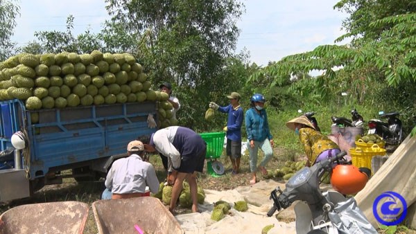 ( N&ocirc;ng d&acirc;n thu hoạch sầu ri&ecirc;ng&nbsp;tại&nbsp;x&atilde; Thanh H&ograve;a ảnh Cổng th&ocirc;ng tin ĐT tỉnh Tiền Giang).