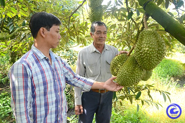 To&agrave;n tỉnh Tiền Giang hiện c&oacute; gần 94ha sầu ri&ecirc;ng được cấp MSVT ch&iacute;nh ngạch xuất khẩu sang Trung Quốc (ảnh Cổng th&ocirc;ng tin ĐT tỉnh Tiền Giang).