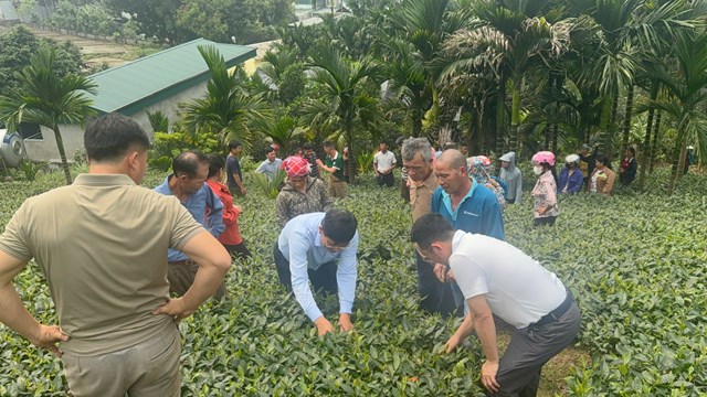 Chủ tịch Hiệp hội Ch&egrave; Việt Nam trực tiếp hướng dẫn kỹ thuật chăm s&oacute;c ch&egrave; cho người lao động tại v&ugrave;ng nguy&ecirc;n liệu Phong Hải, L&agrave;o Cai.