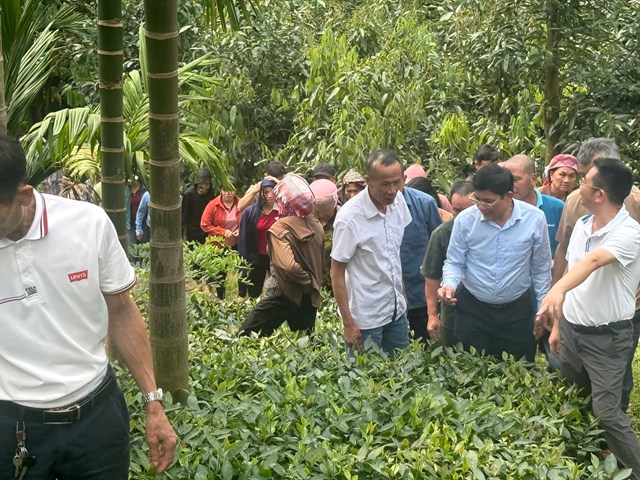 Nâng tầm chè Việt từ gốc: Tập huấn kỹ thuật tại Phong Hải mở lối phát triển bền vững - Ảnh 1