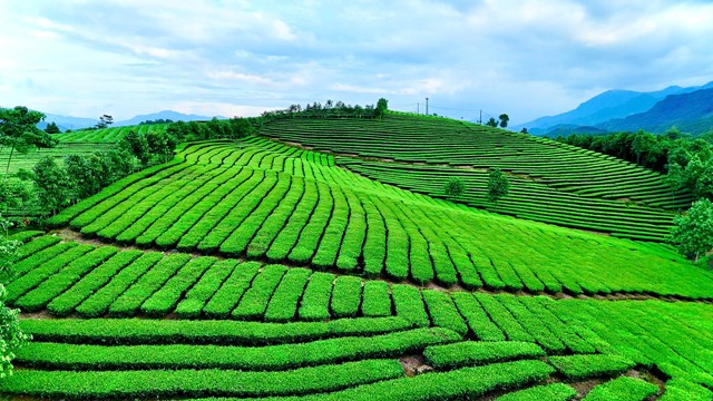 Vườn ch&egrave; xanh mướt trải d&agrave;i tr&ecirc;n những triền đồi ở L&agrave;o Cai, thể hiện tiềm năng ph&aacute;t triển n&ocirc;ng nghiệp bền vững v&agrave; sản xuất ch&egrave; chất lượng cao. Cảnh quan n&ocirc;ng th&ocirc;n h&agrave;i h&ograve;a c&ugrave;ng thi&ecirc;n nhi&ecirc;n g&oacute;p phần khẳng định vị thế ng&agrave;nh ch&egrave; trong ph&aacute;t triển kinh tế v&agrave; bảo vệ m&ocirc;i trường địa phương.
