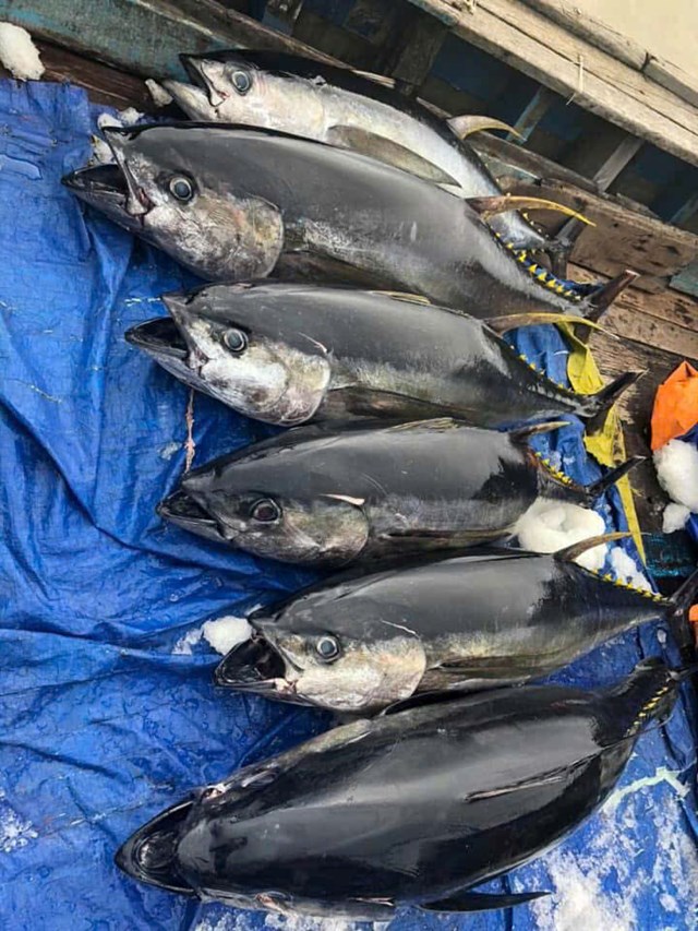 Phú Thảo: Uy tín từ biển cả, chất lượng đến từng thớ cá ngừ Tam Quan - Ảnh 1