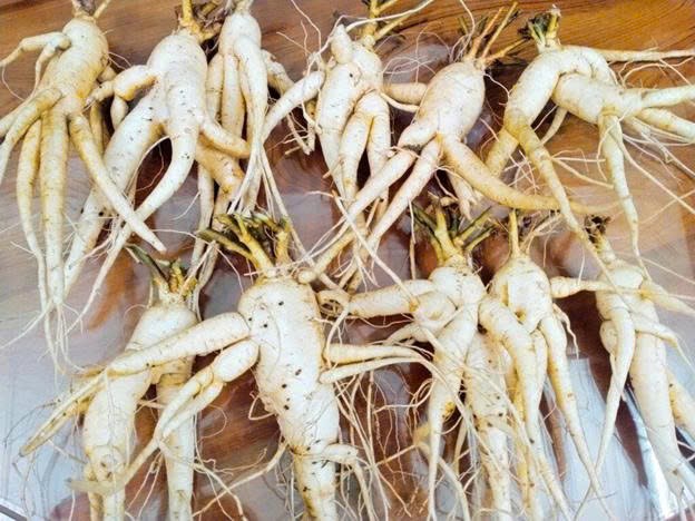 S&acirc;m tươi nguy&ecirc;n củ từ v&ugrave;ng trồng C&uacute;c Phương.